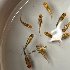 メダカ売ります✨1月2日or3日の画像