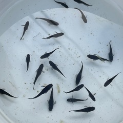 メダカ売ります✨1月2日or3日の画像