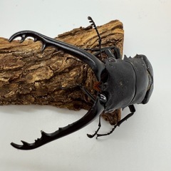 ギラファノコギリクワガタ　♂単体の画像