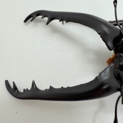 ギラファノコギリクワガタ　♂単体の画像