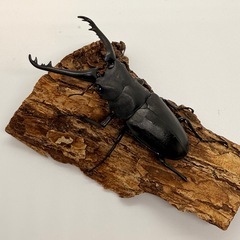 ギラファノコギリクワガタ　♂単体の画像