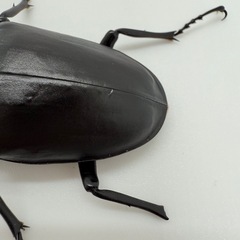 ギラファノコギリクワガタ　♂単体の画像