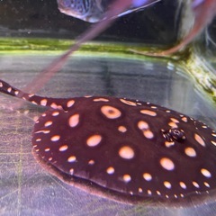 熱帯魚ダイヤモンドポルカ
の画像