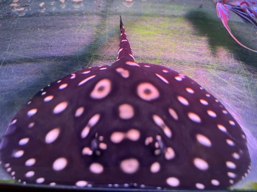 熱帯魚ダイヤモンドポルカ