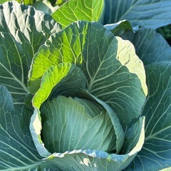 お腹いっぱいブロッコリーの画像