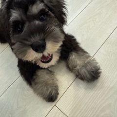 ミニチュアシュナウザー(一旦締め切ります)