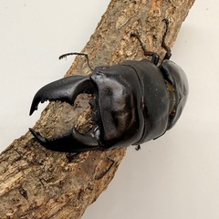 スマトラオオヒラタクワガタ（世子）　♂単体の画像