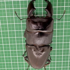 スマトラオオヒラタクワガタ（世子）　♂単体の画像