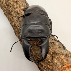 スマトラオオヒラタクワガタ（世子）　♂単体の画像