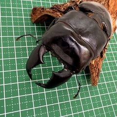 スマトラオオヒラタクワガタ（世子）　♂単体の画像