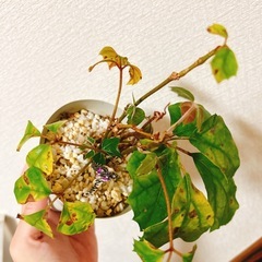 観葉植物グレープアイビー　スリット鉢　 の画像