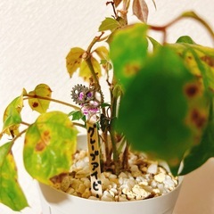 観葉植物グレープアイビー　スリット鉢　 の画像