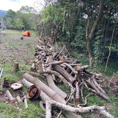 大木　丸太　の画像