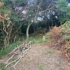 大木　丸太　の画像