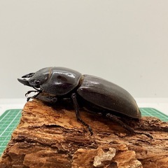 スマトラオオヒラタクワガタ（世子）♀単体の画像