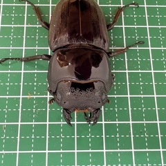 スマトラオオヒラタクワガタ（世子）♀単体の画像