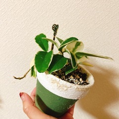 観葉植物ホヤカルノーサ　ハンドメイドリメイク鉢の画像