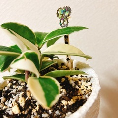 観葉植物ホヤカルノーサ　ハンドメイドリメイク鉢の画像