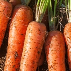 傷ありなどのにんじん、お譲り下さいませんか？