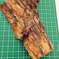 パプアキンイロクワガタ　♂単体の画像