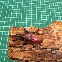 パプアキンイロクワガタ　♂単体の画像