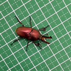 パプアキンイロクワガタ　♂単体の画像