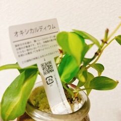 観葉植物オキシカルディウム　ハイドロカルチャー　の画像