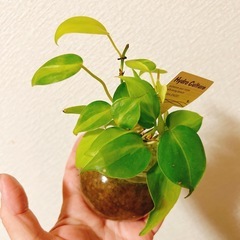 観葉植物オキシカルディウム　ハイドロカルチャー　の画像