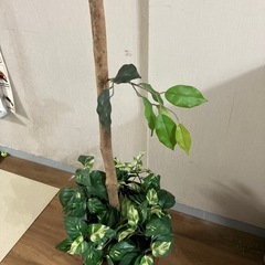 フェイクグリーン　造花の画像