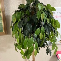 フェイクグリーン　造花の画像