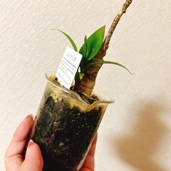 難あり観葉植物コルジリネ　竹炭ハイドロカルチャーの画像