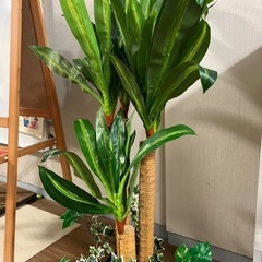 フェイクグリーン　造花の画像