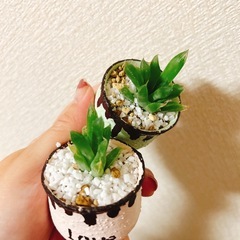 多肉植物2個セット　ハンドメイドリメイク鉢の画像