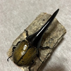 ヘラクレスオオカブト♀単品の画像