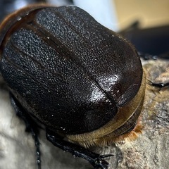 ヘラクレスオオカブト♀単品の画像