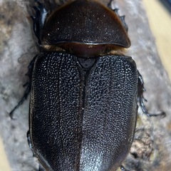 ヘラクレスオオカブト♀単品の画像