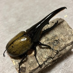 ヘラクレスオオカブト♀単品の画像