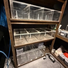 早い者勝ち！多段オーバーフロー水槽の画像