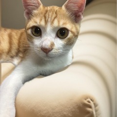 茶白6ヶ月男の子