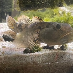 ウロハゼの画像