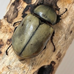 グラントシロカブト成虫♂♀ペアの画像