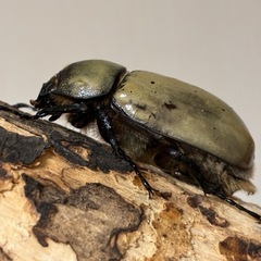 グラントシロカブト成虫♂♀ペアの画像