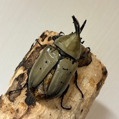 グラントシロカブト成虫♂♀ペアの画像
