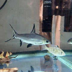 シルバーシャーク Lサイズの画像