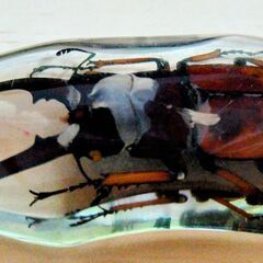 昆虫　標本　キーホルダー　クワガタ　実物　本物　クワガタムシ　①の画像