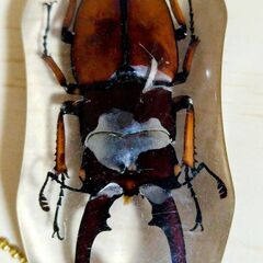 昆虫　標本　キーホルダー　クワガタ　実物　本物　クワガタムシ　①の画像