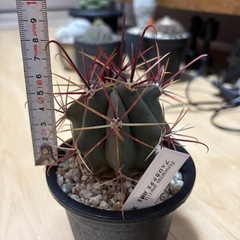 刈穂玉　サボテン　フェロカクタスの画像