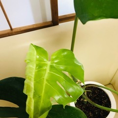 モンステラ 中型 健康的な観葉植物の画像
