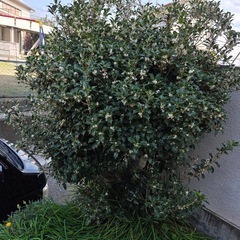 もらってくださいの画像