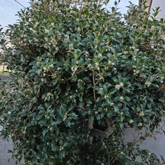 もらってくださいの画像